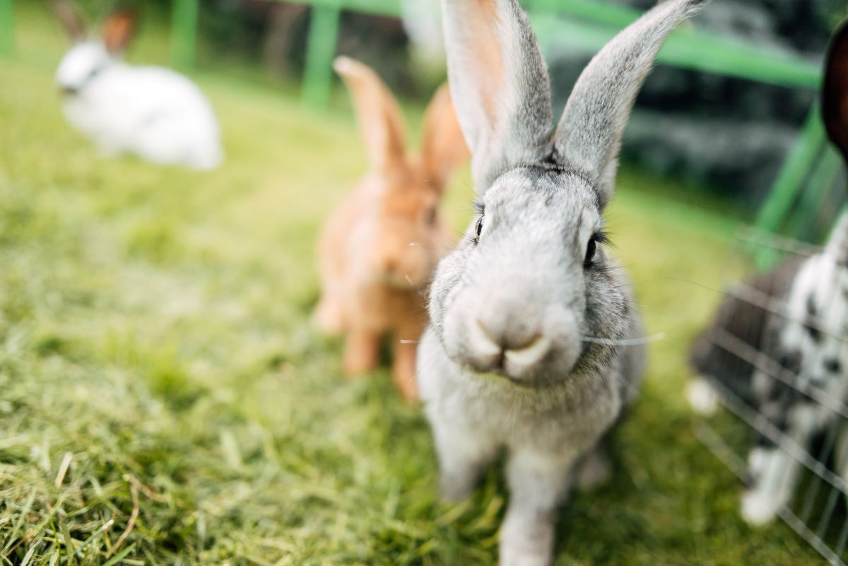 Wie Lange Ist Ein Kaninchen Trächtig Kaninchen als Haustier - alles was man wissen muss