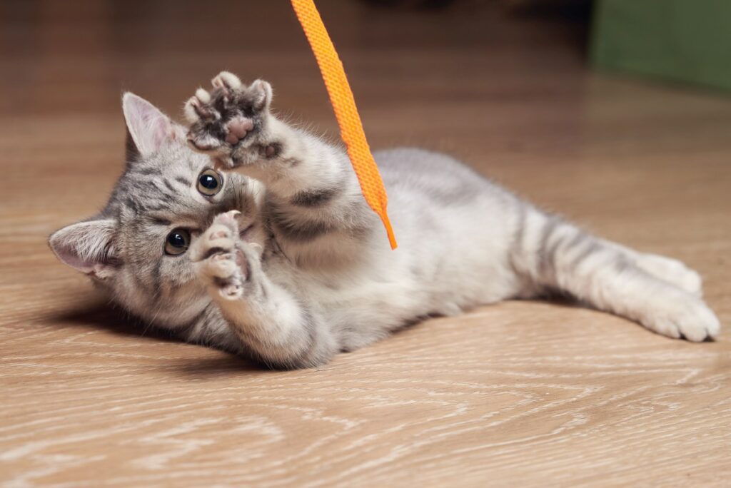 katze anlocken