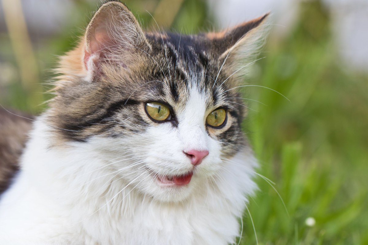 katze atmet laut 1