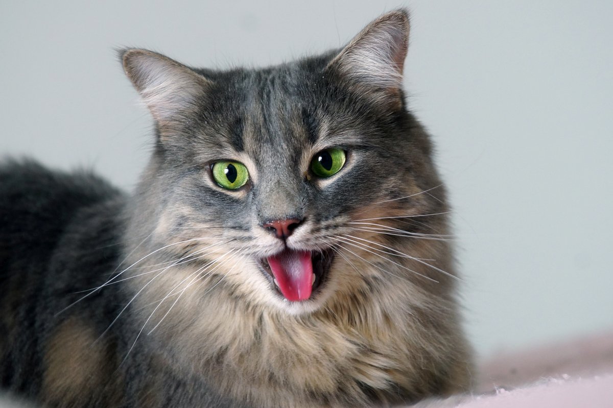 katze atmet laut 2