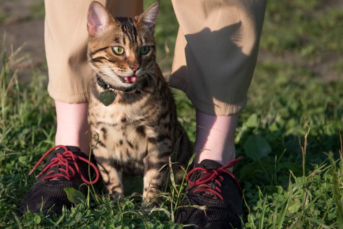 katze atmet laut 4