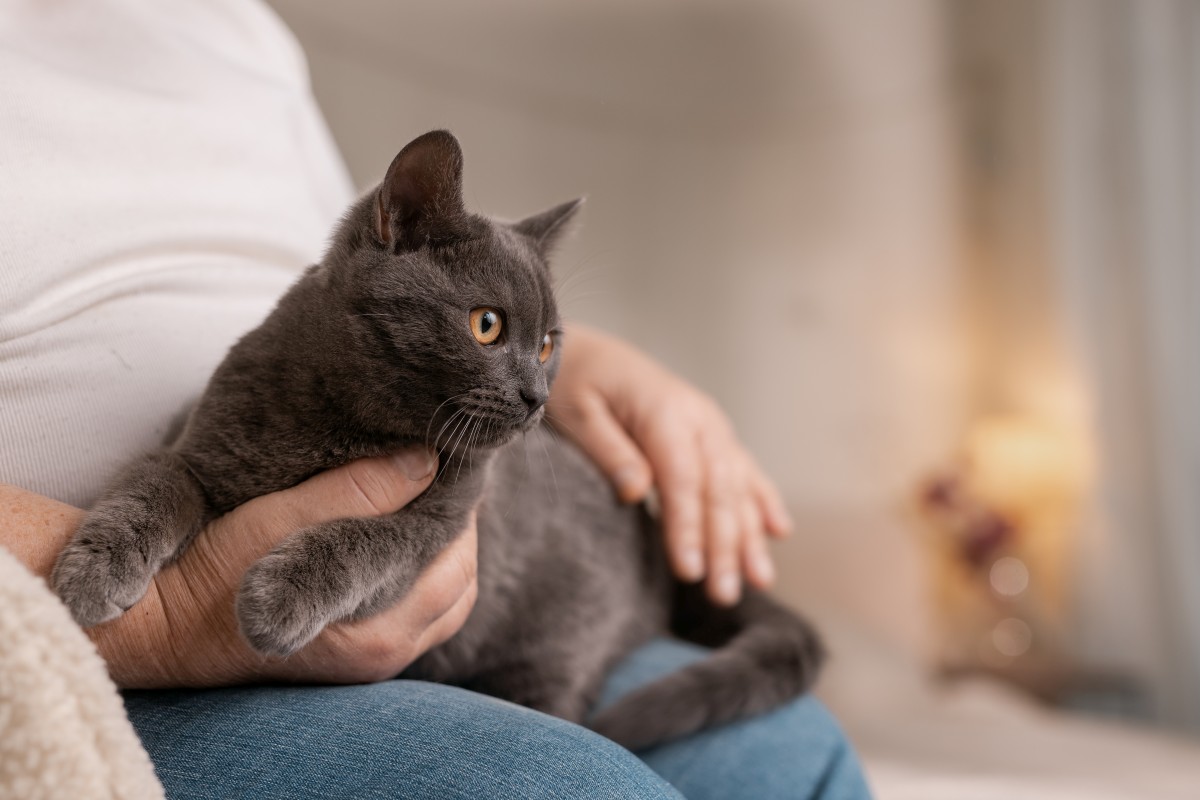 katze atmet laut 5