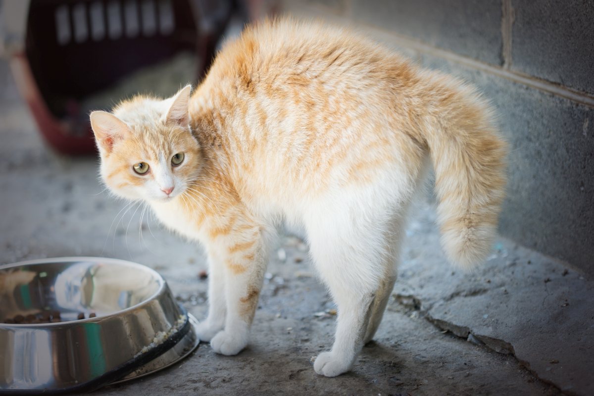 katze bauchschmerzen 2
