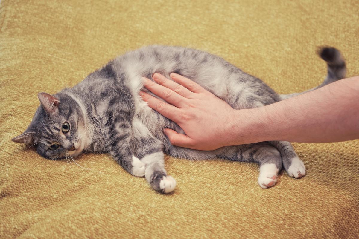 katze bauchschmerzen 3