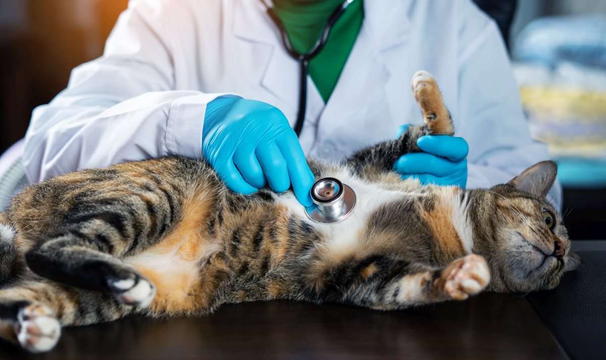 katze bauchschmerzen 4