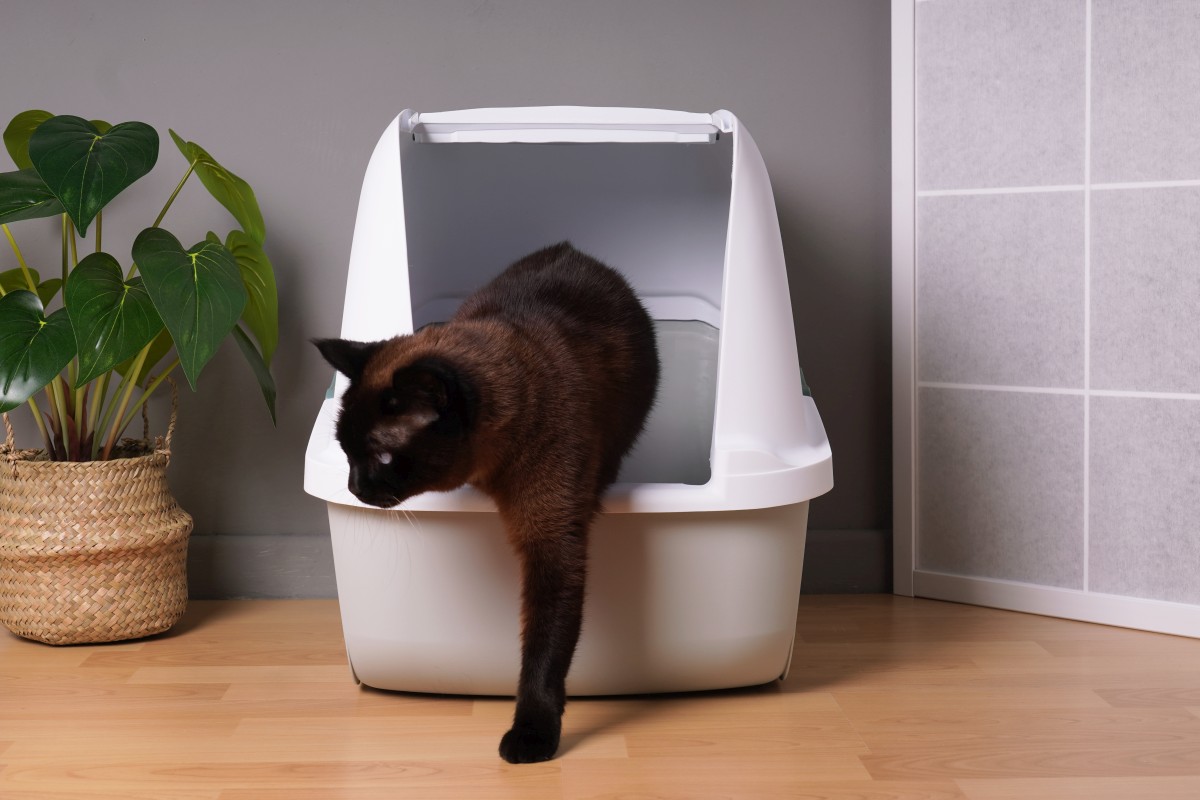 katze bauchschmerzen 5