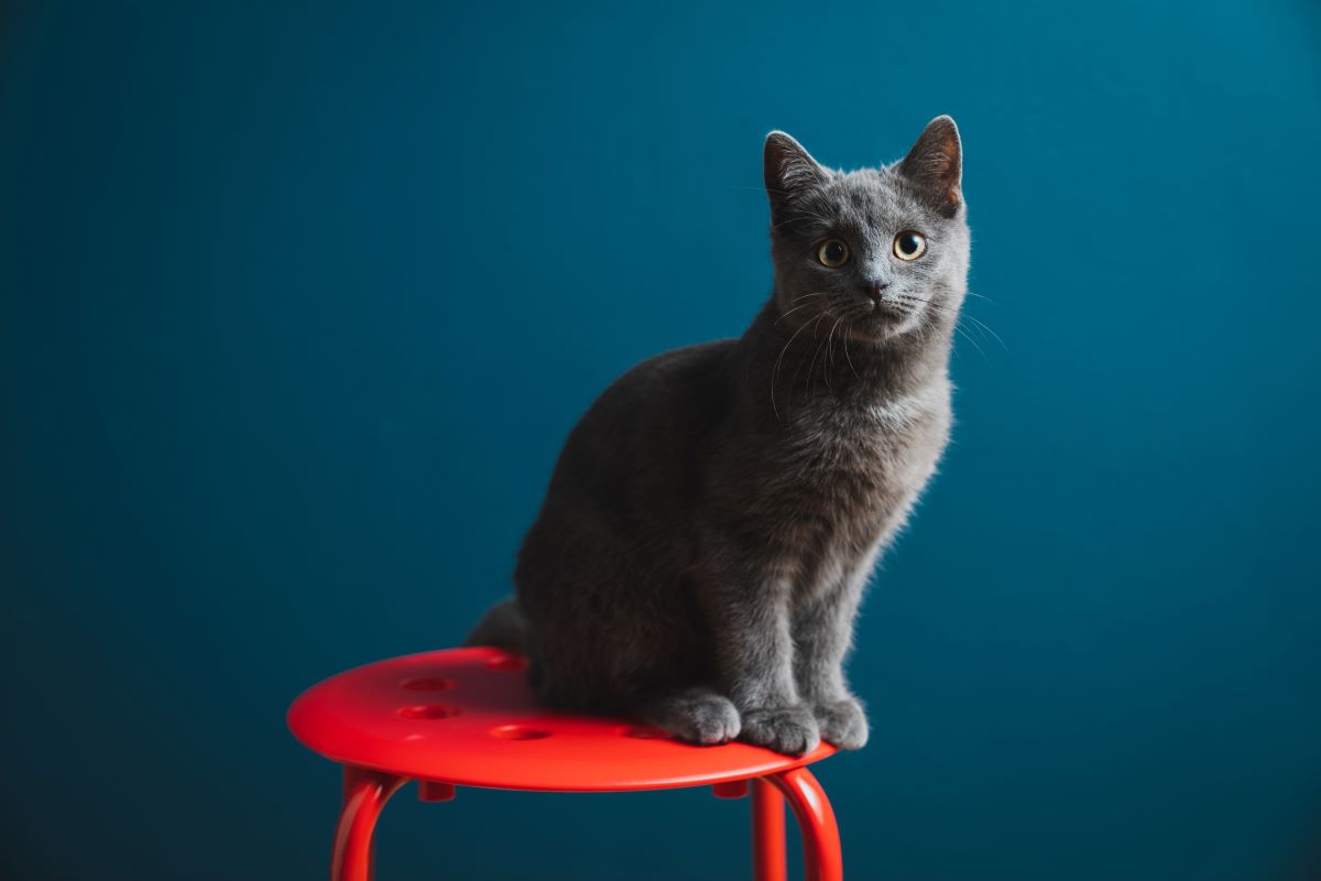 Deine Katze kotet in die Wohnung? Obacht Was das bedeuten kann Haustierratgeber.de