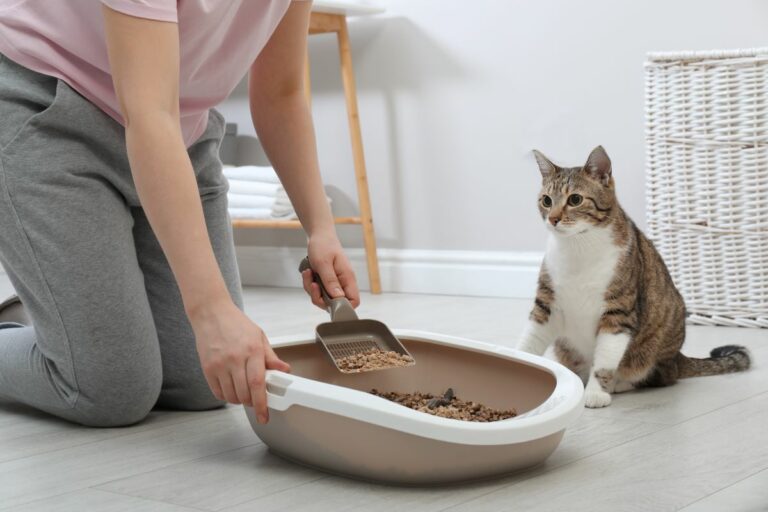 Stubenreine Katze Kotet Plötzlich In Die Wohnung www.haustierratgeber.de