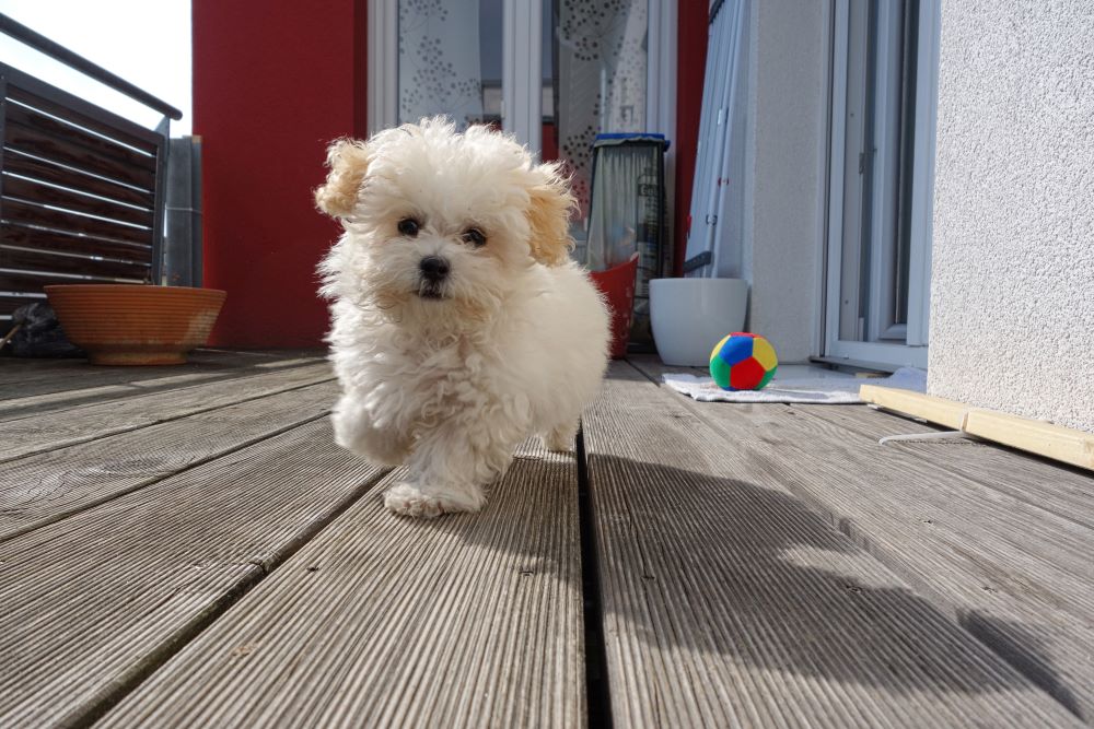 Der Maltipoo ein süßer Fratz mit Charme