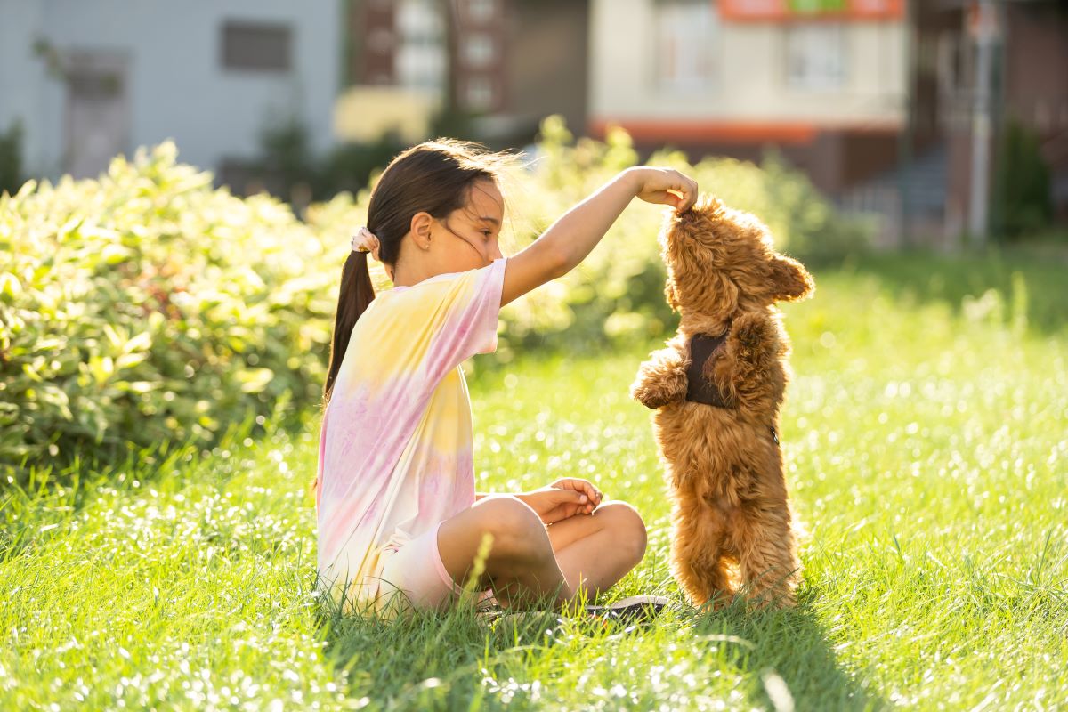 maltipoo 4