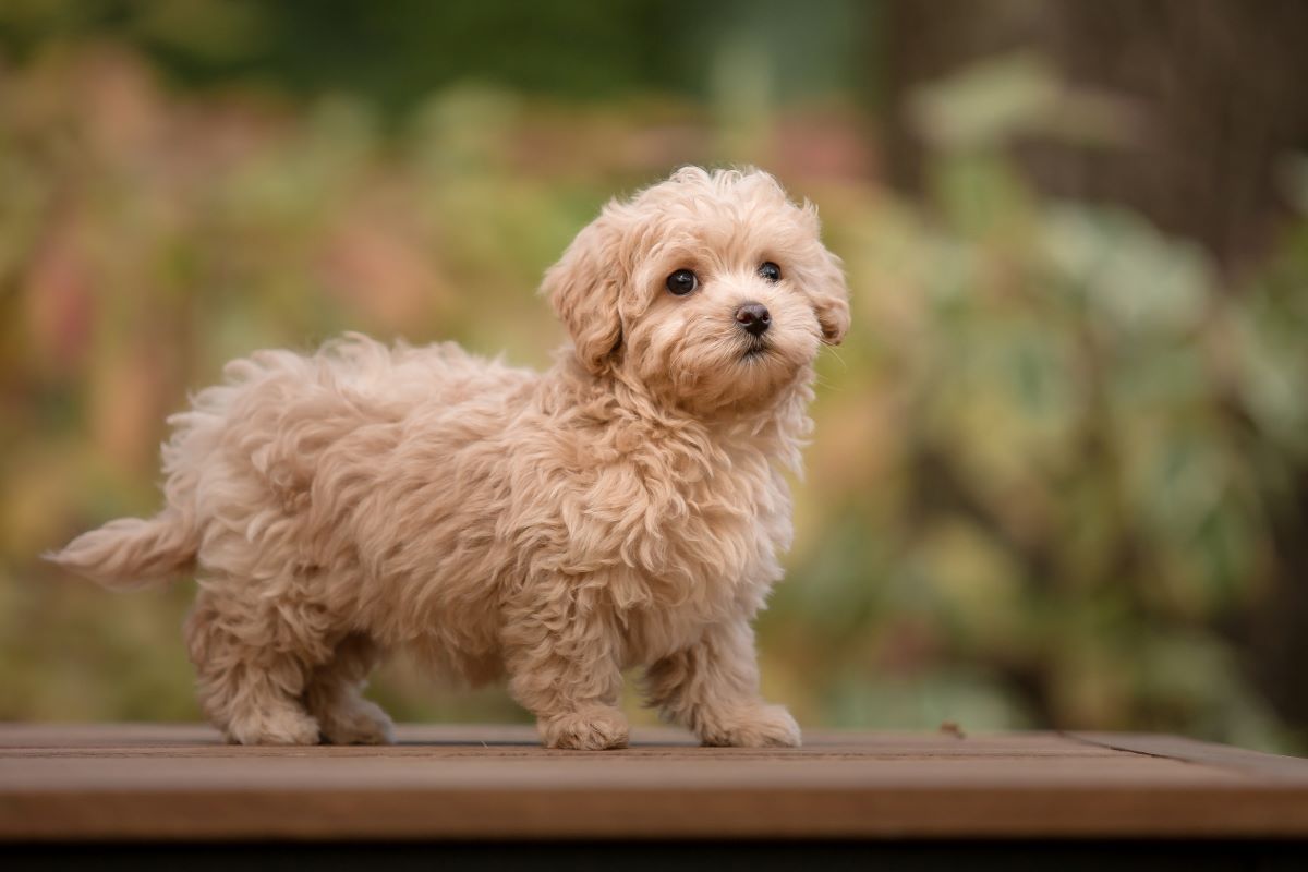Der Maltipoo ein süßer Fratz mit Charme