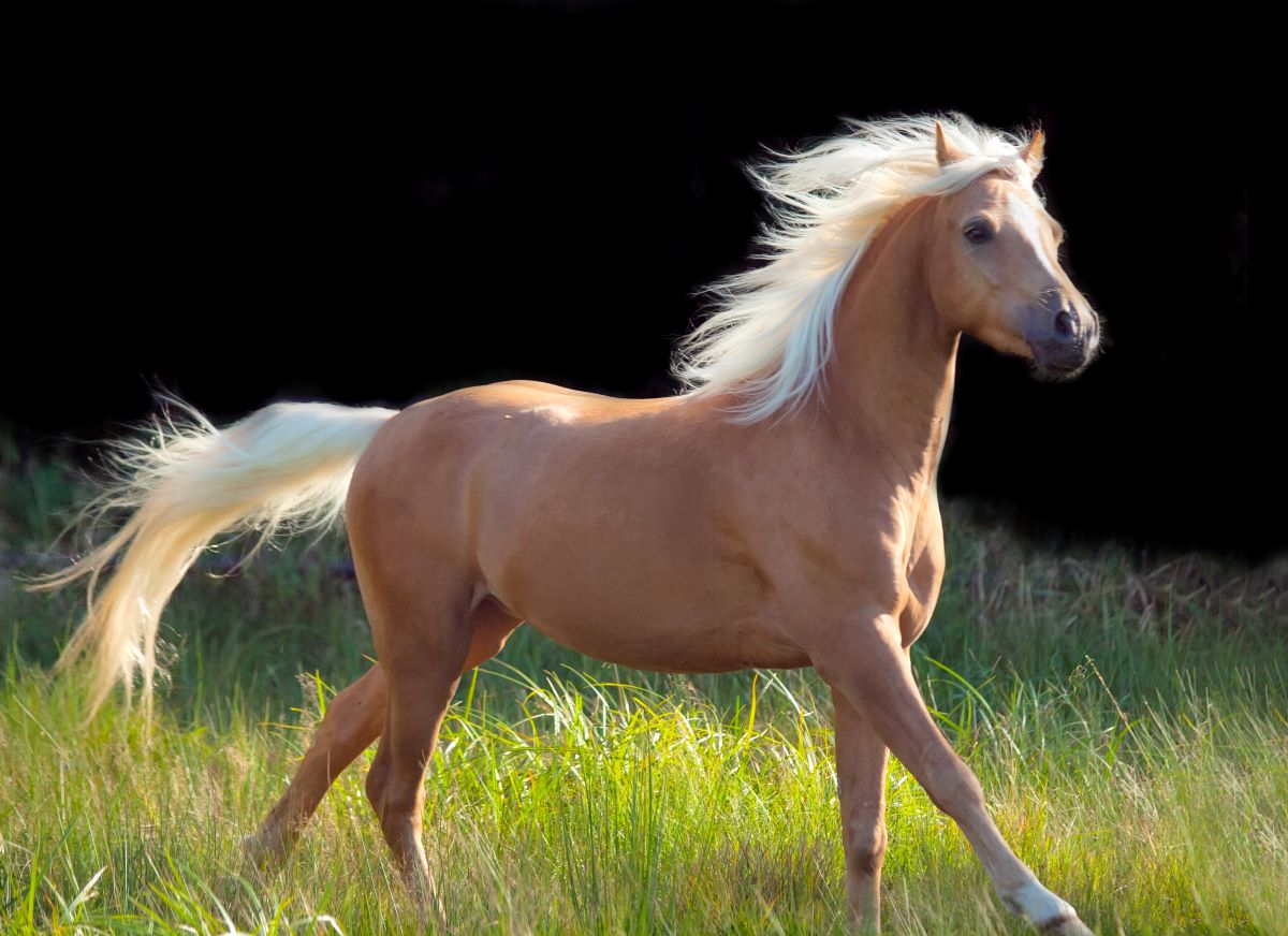 Palomino