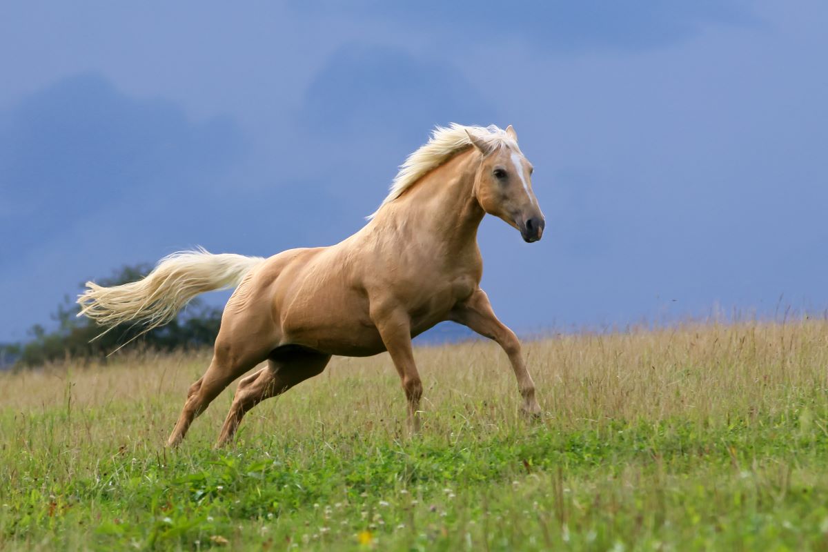palomino 3