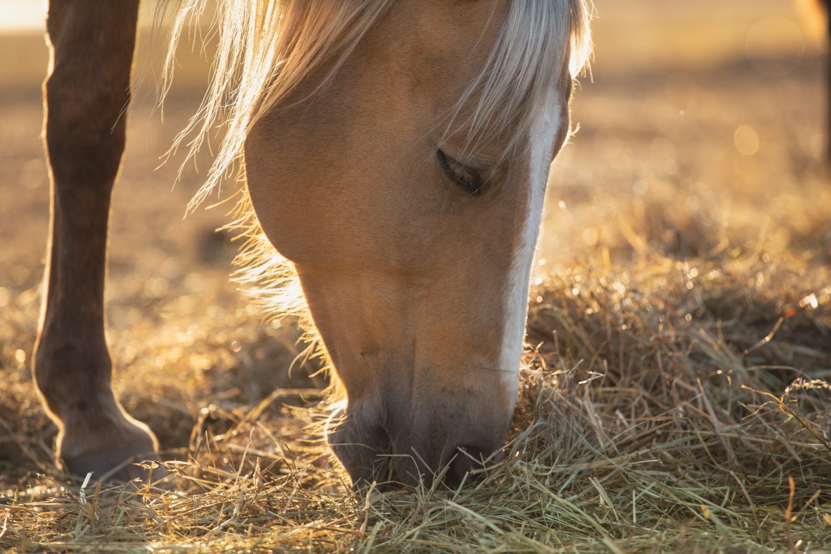palomino 4