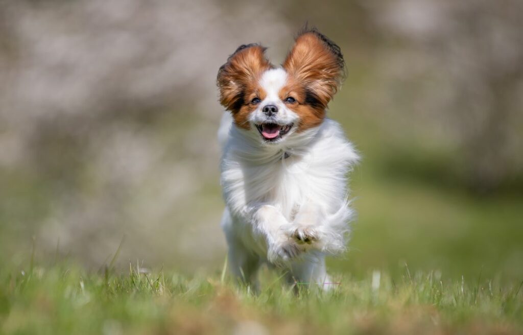 Papillon