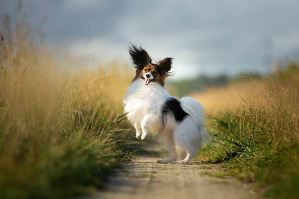 Papillon