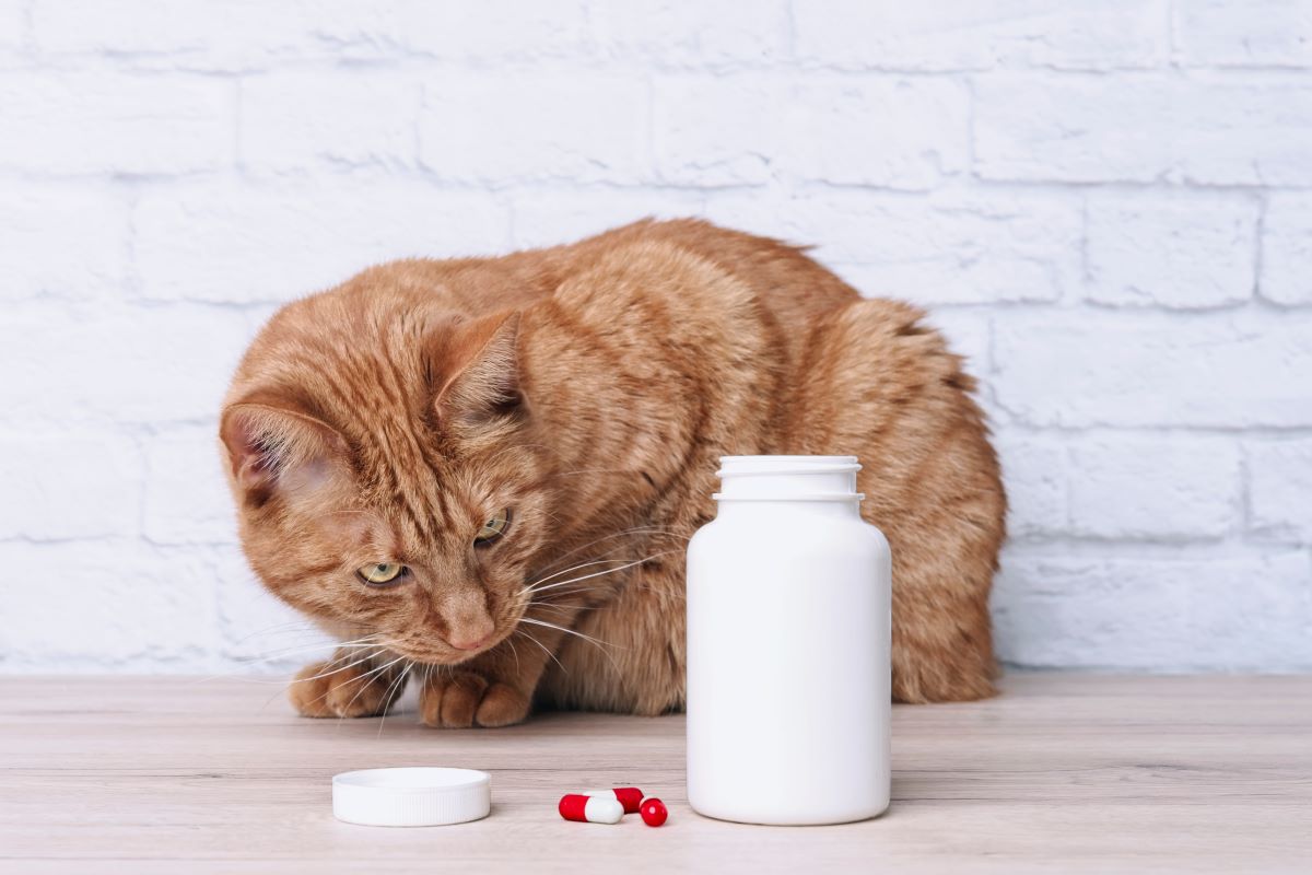 schmerzmittel katzen 2