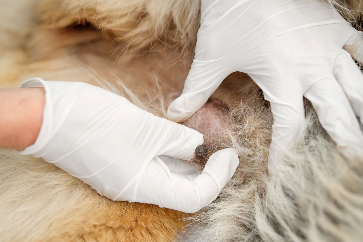 tumor oder warze hund 2