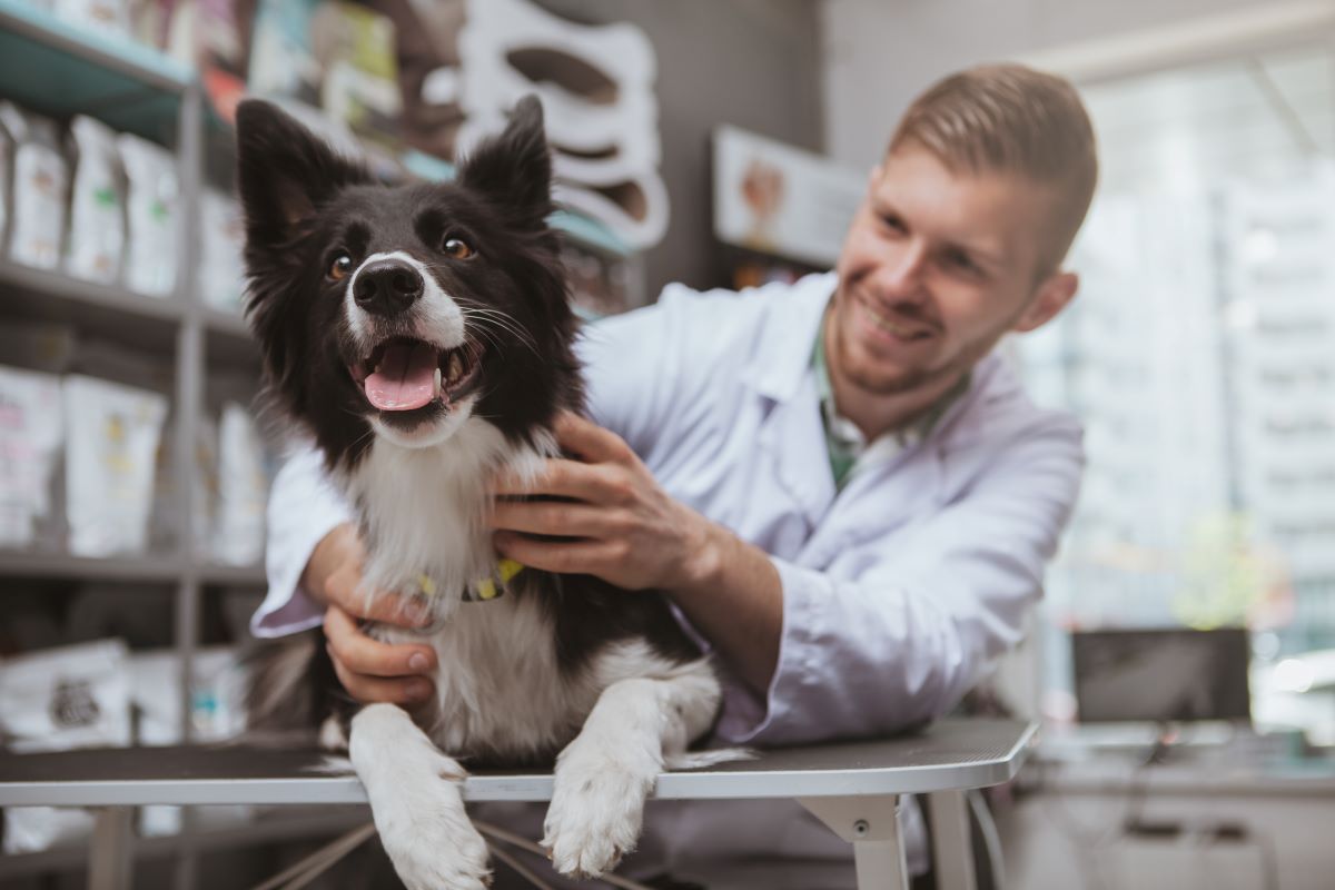 hund warze oder tumor bilder