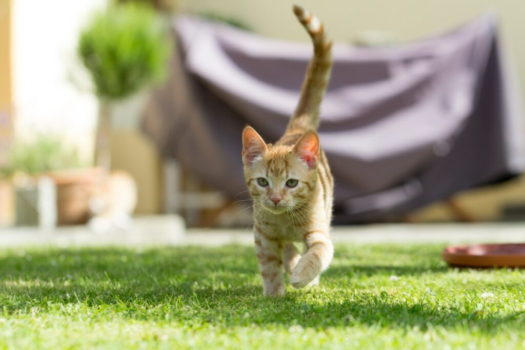 12 wochen alte katze 1 1