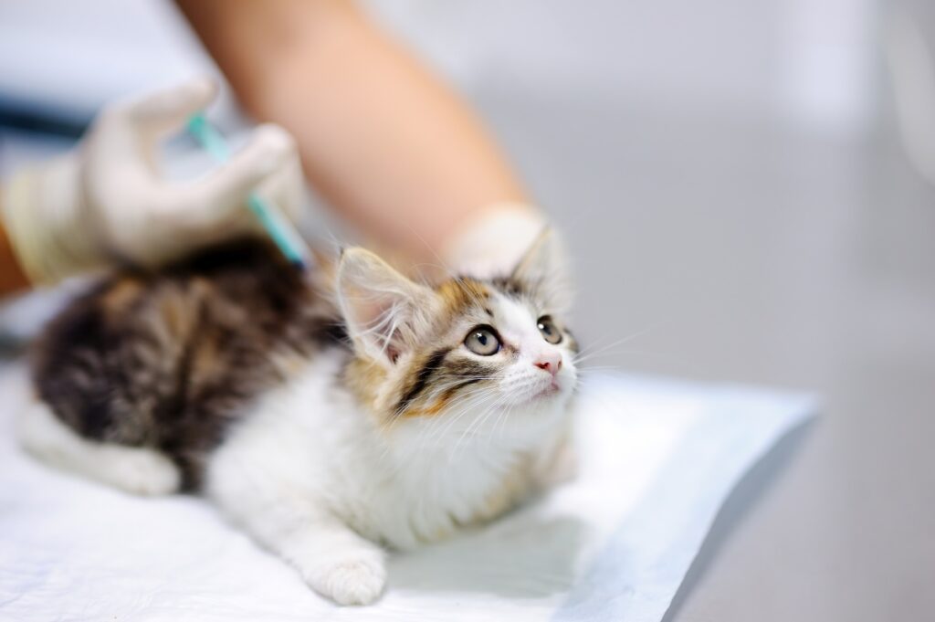 12 wochen alte katze 2 1