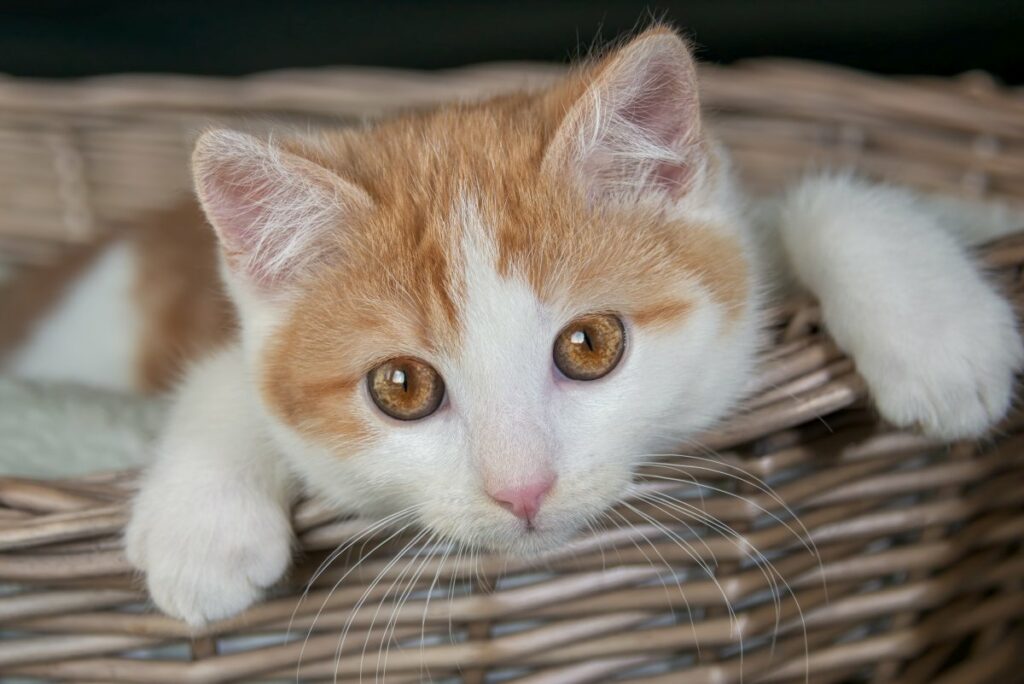 Flauschige Energiebündel 12 Wochen alte Katzen