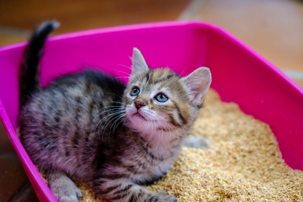 12 wochen alte katze 4 1