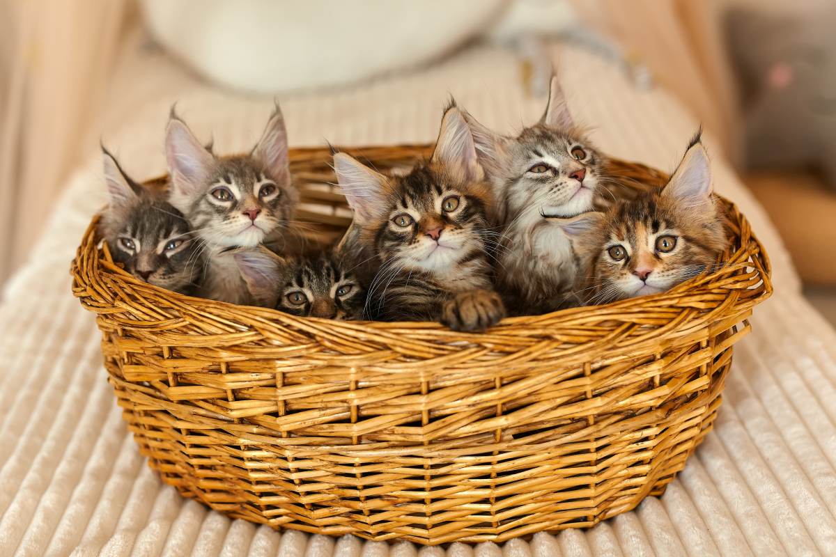 Flauschige Energiebündel - 12 Wochen alte Katzen