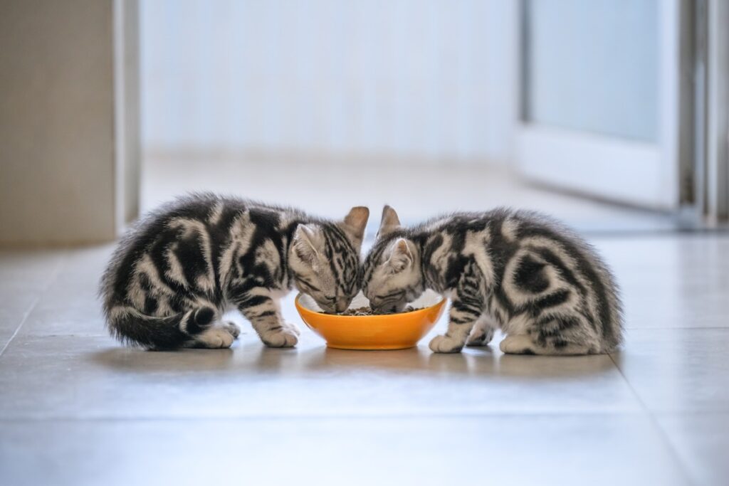 12 wochen alte katze 6 1
