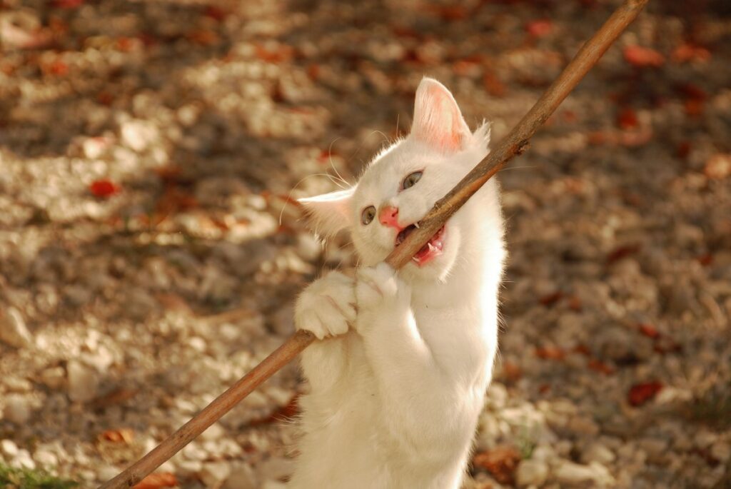 12 wochen alte katze 7 1