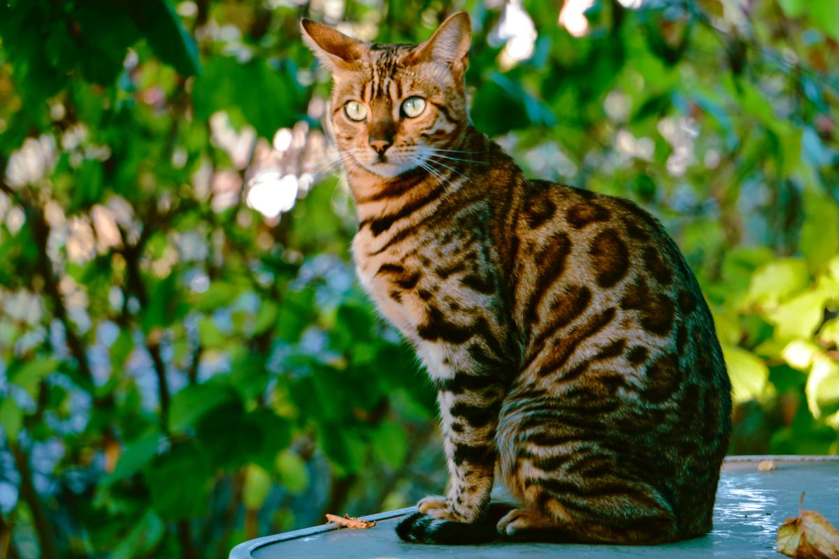 bengalkatze 6