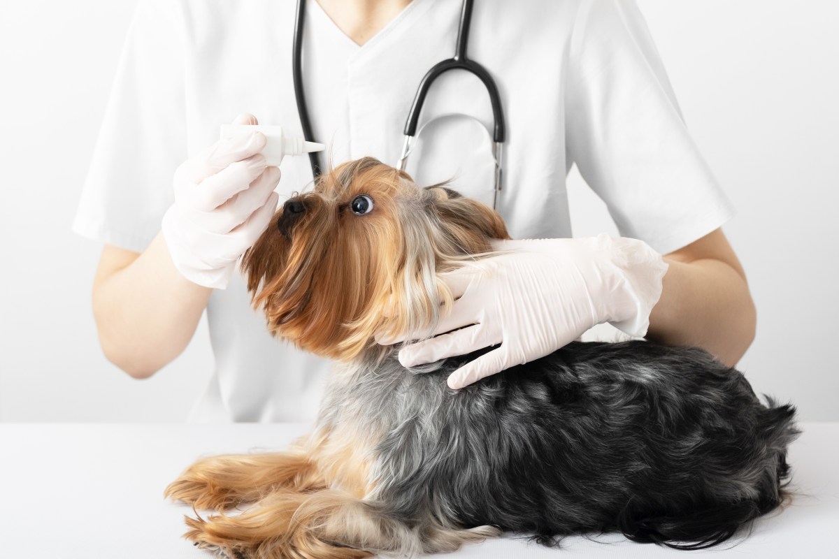 bindehautentzuendung hund 1