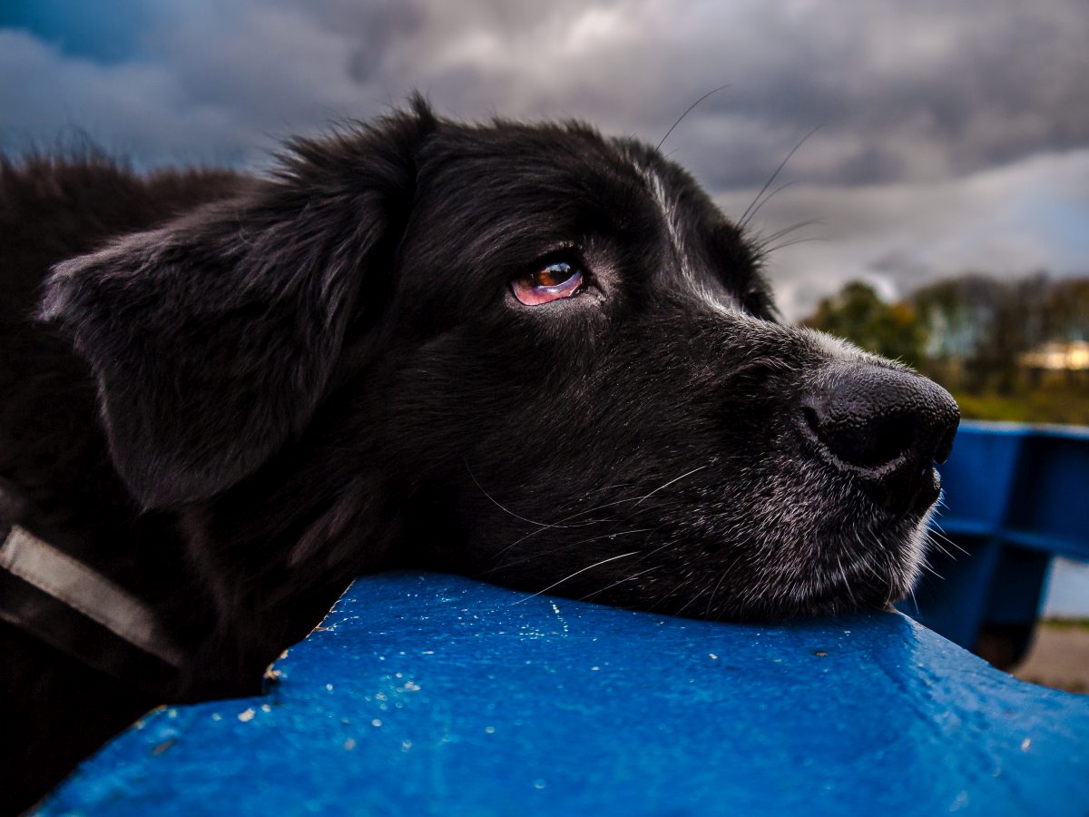 bindehautentzuendung hund 3