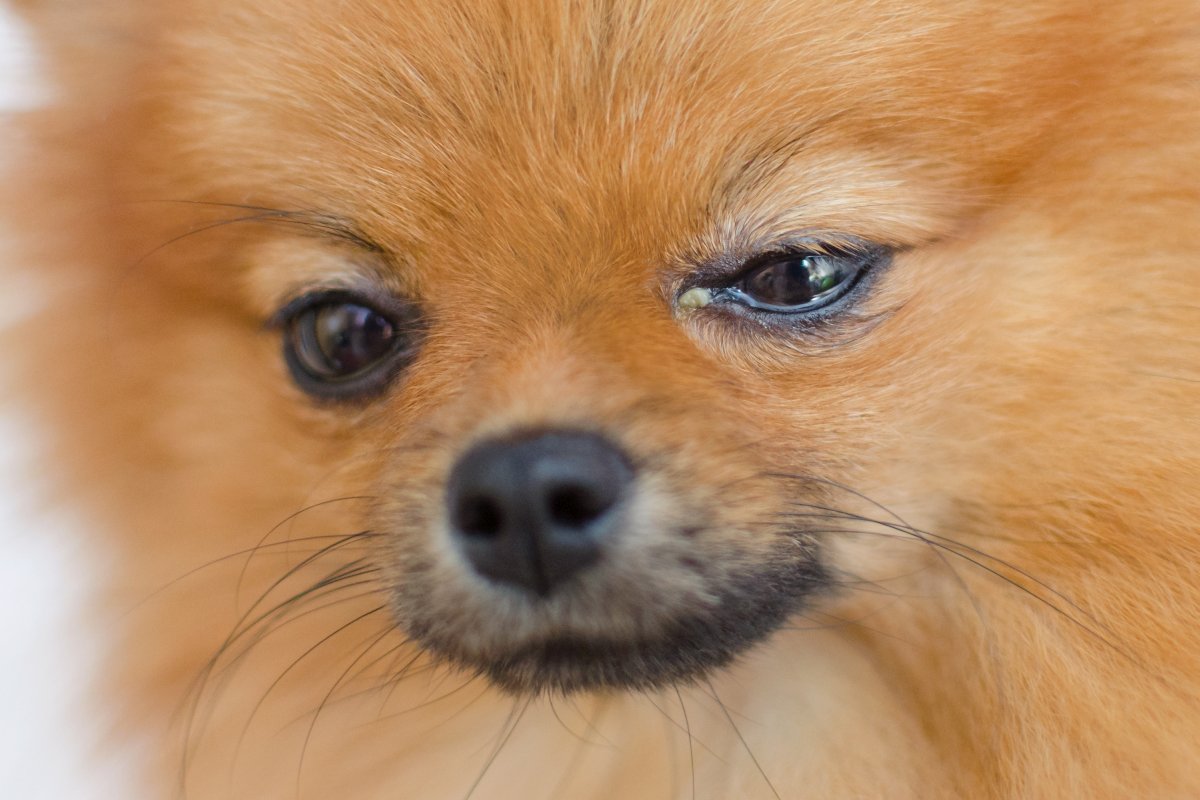 bindehautentzuendung hund 4