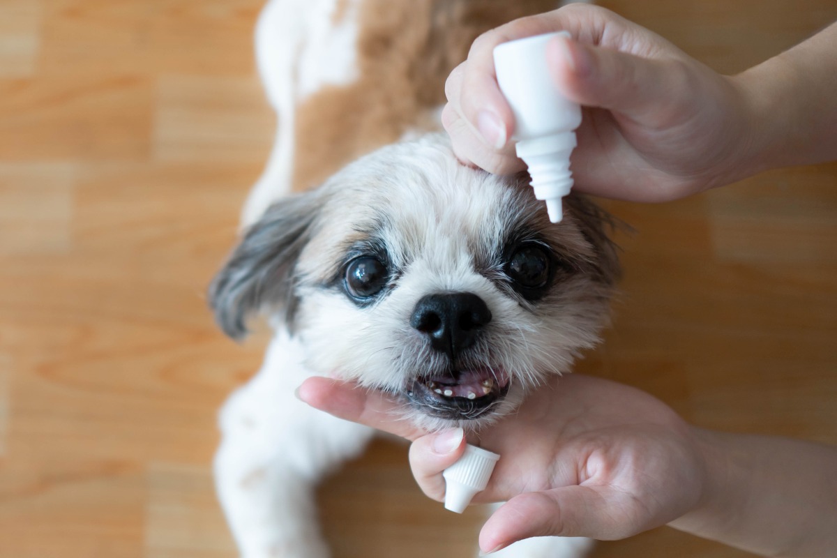 bindehautentzuendung hund 5