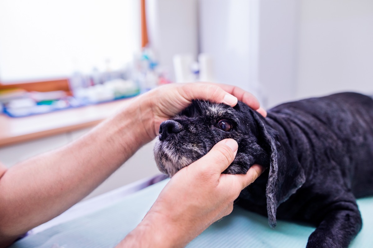 bindehautentzuendung hund 6