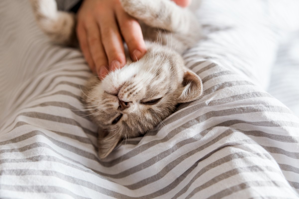 BKH Blue Tabby