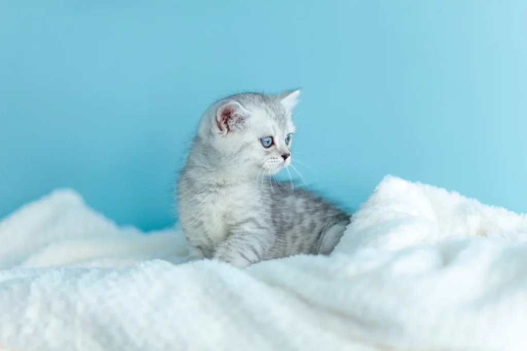 BKH Blue Tabby Kitten