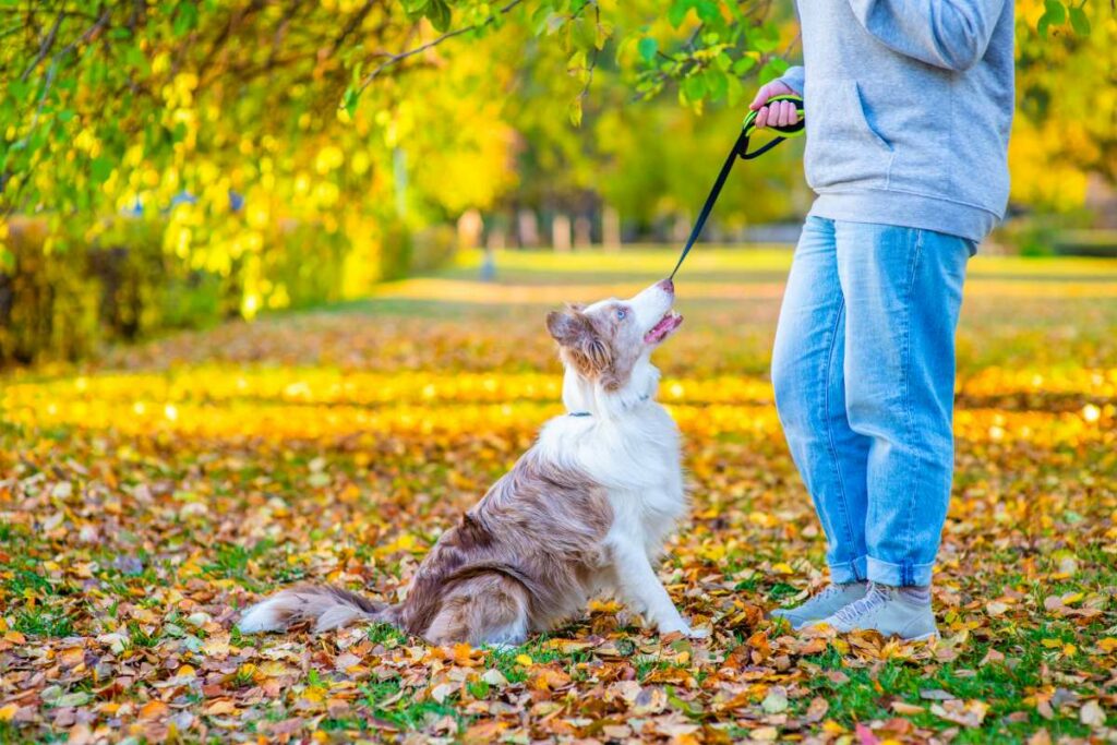 border collie erziehung 8 1