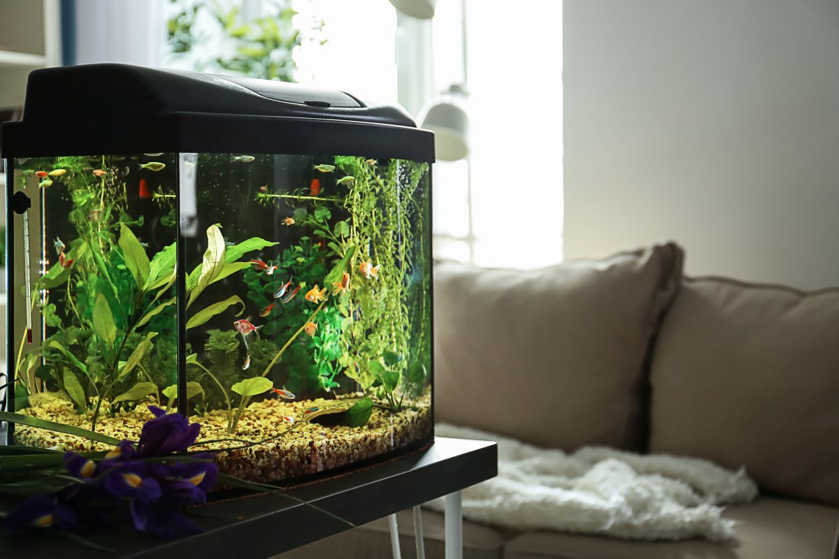 goldfisch-aquarium-2.jpg (1200×800)