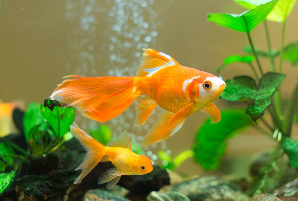 goldfisch-aquarium-3.jpg (1200×811)