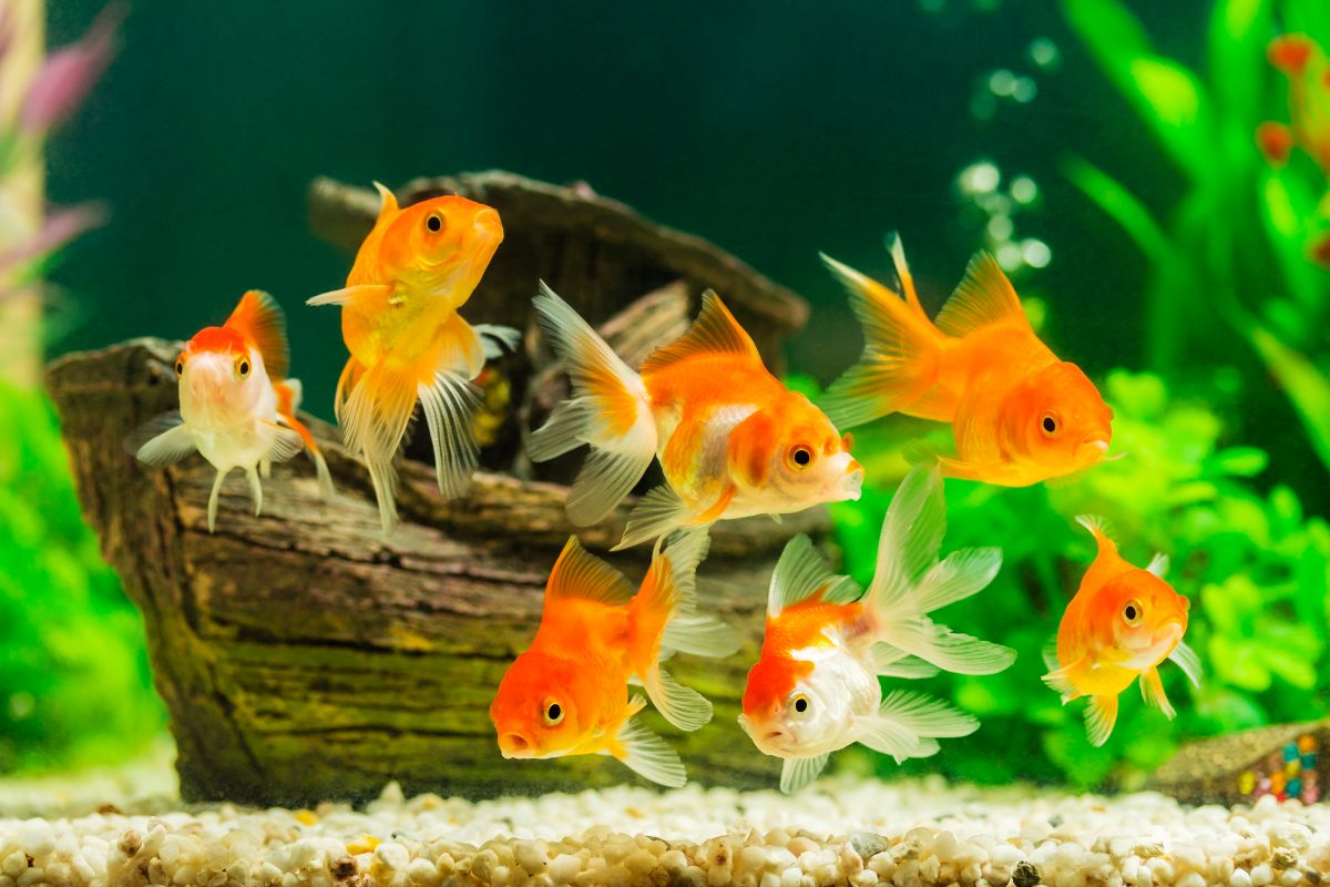 goldfisch-aquarium-4.jpg (1200×800)