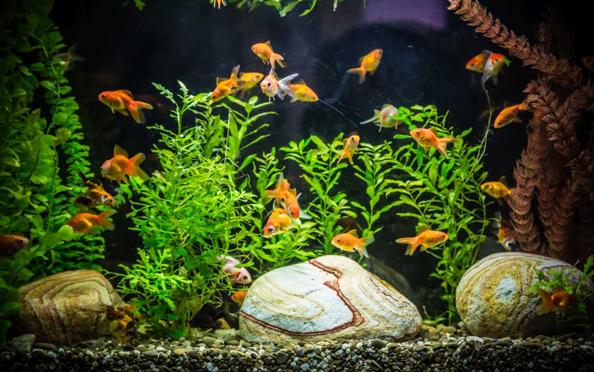 goldfisch-aquarium-5.jpg (1200×752)