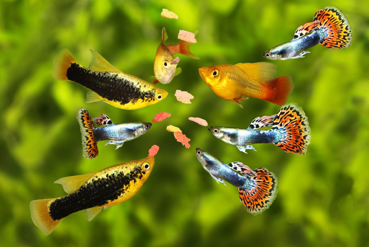 Wie Lange Brauchen Guppys Bis Sie Ausgewachsen Sind www.haustierratgeber.de