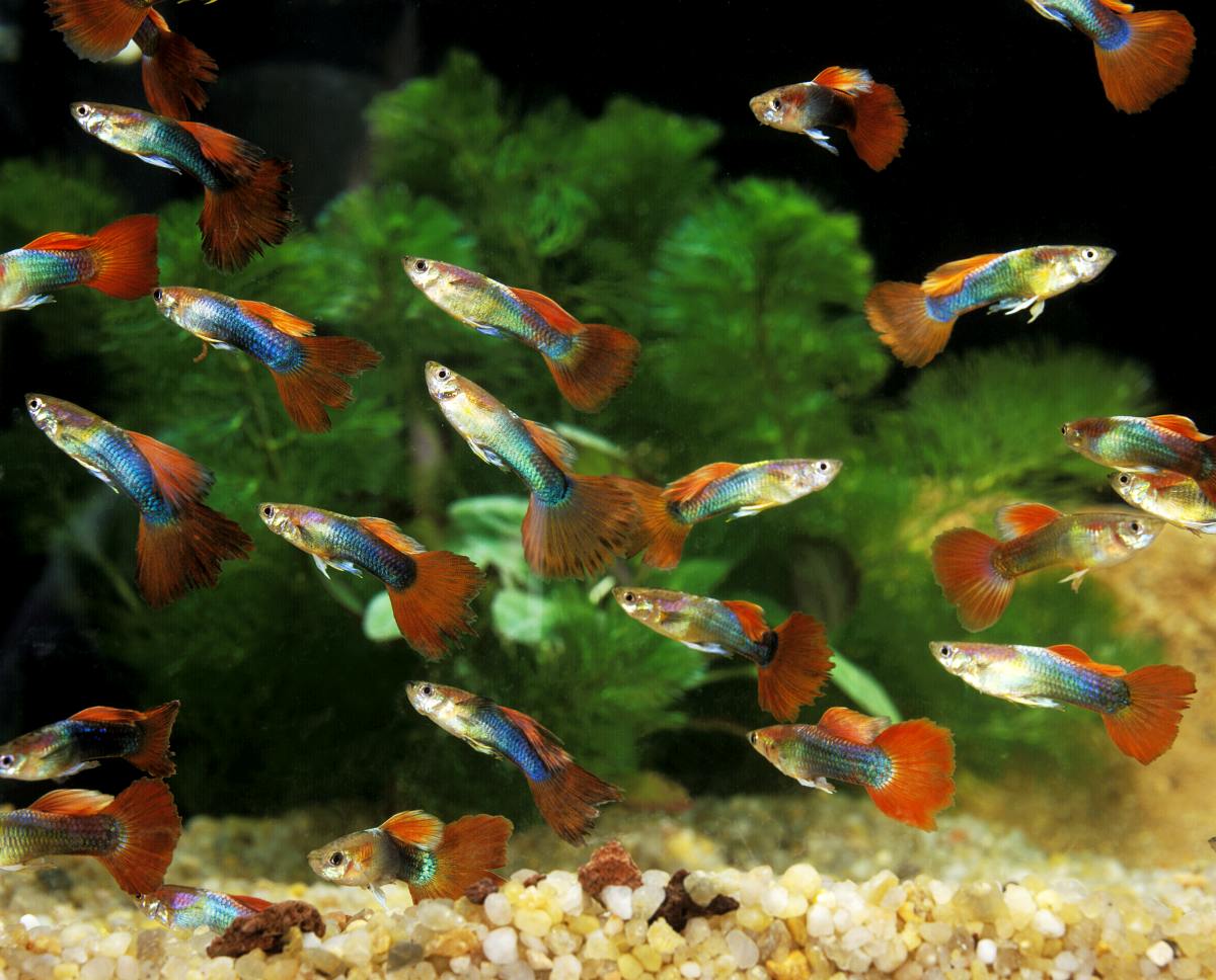 Wie Lange Brauchen Guppys Bis Sie Ausgewachsen Sind www.haustierratgeber.de