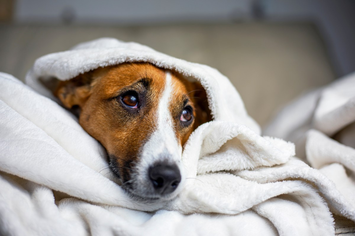 hund ist ruhiger als sonst