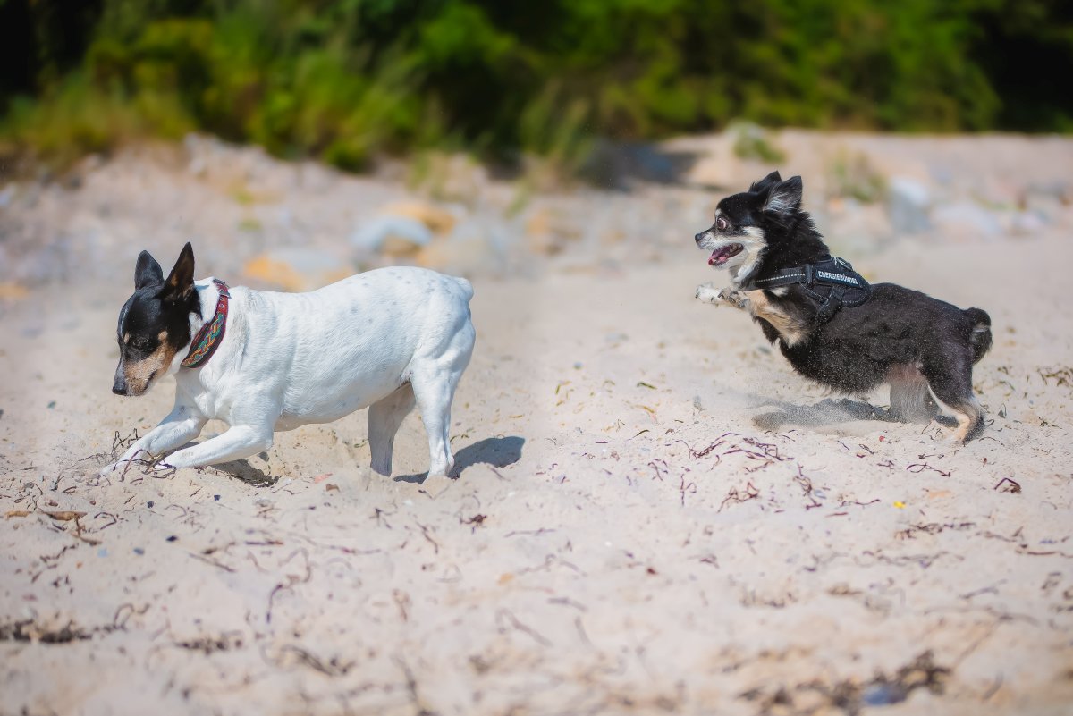 Wie Lange Dauert Die Läufigkeit Beim Hund www.haustierratgeber.de