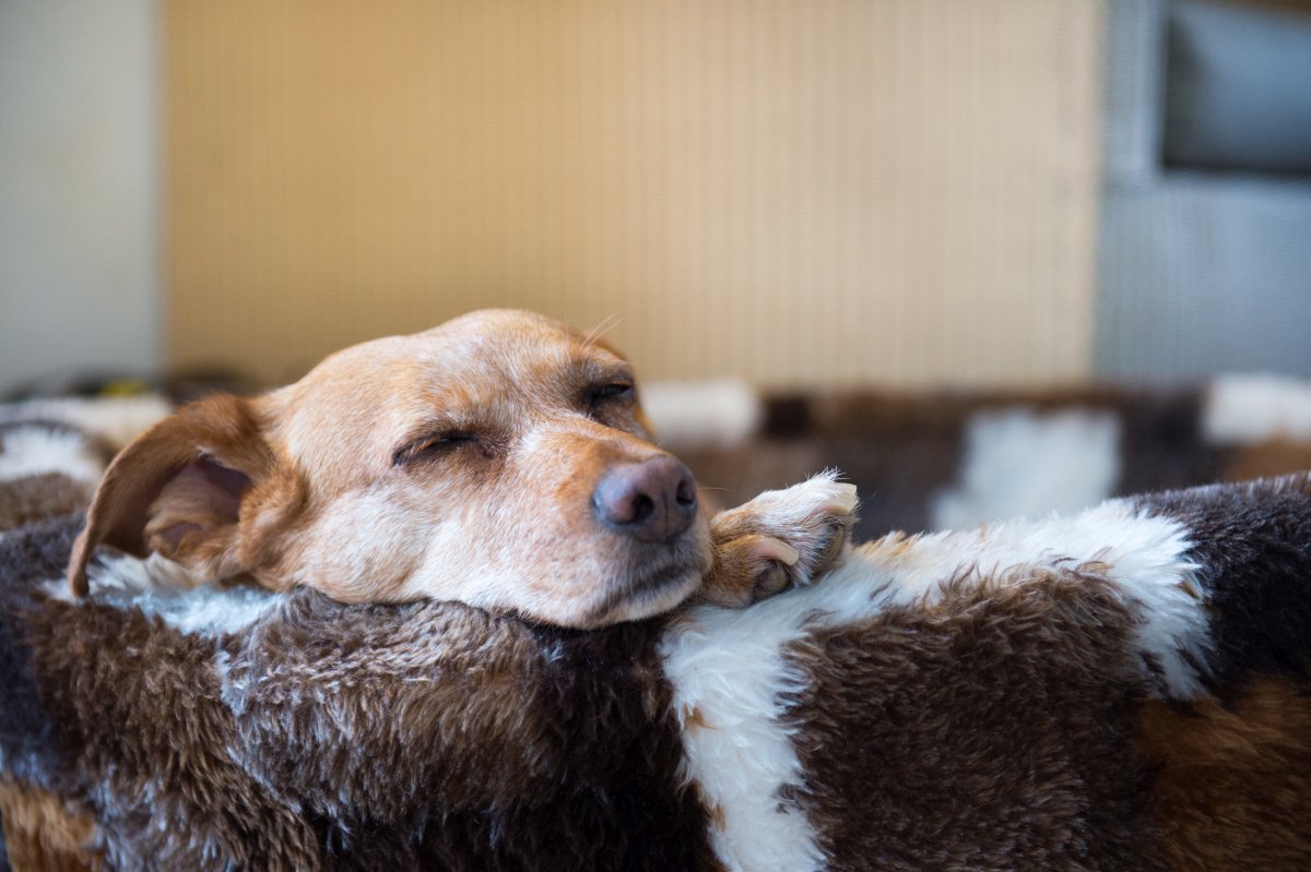 hund-laeufig-5.jpg (1200×799)