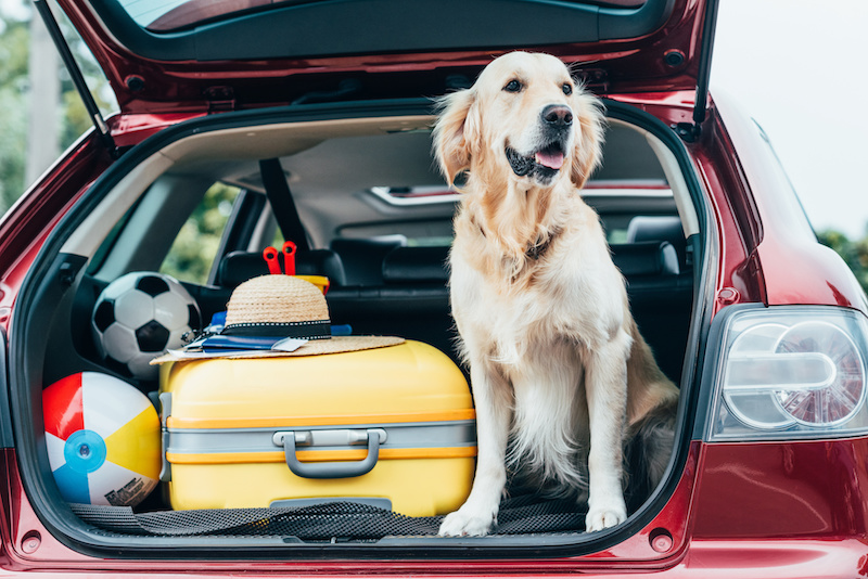 hund reise