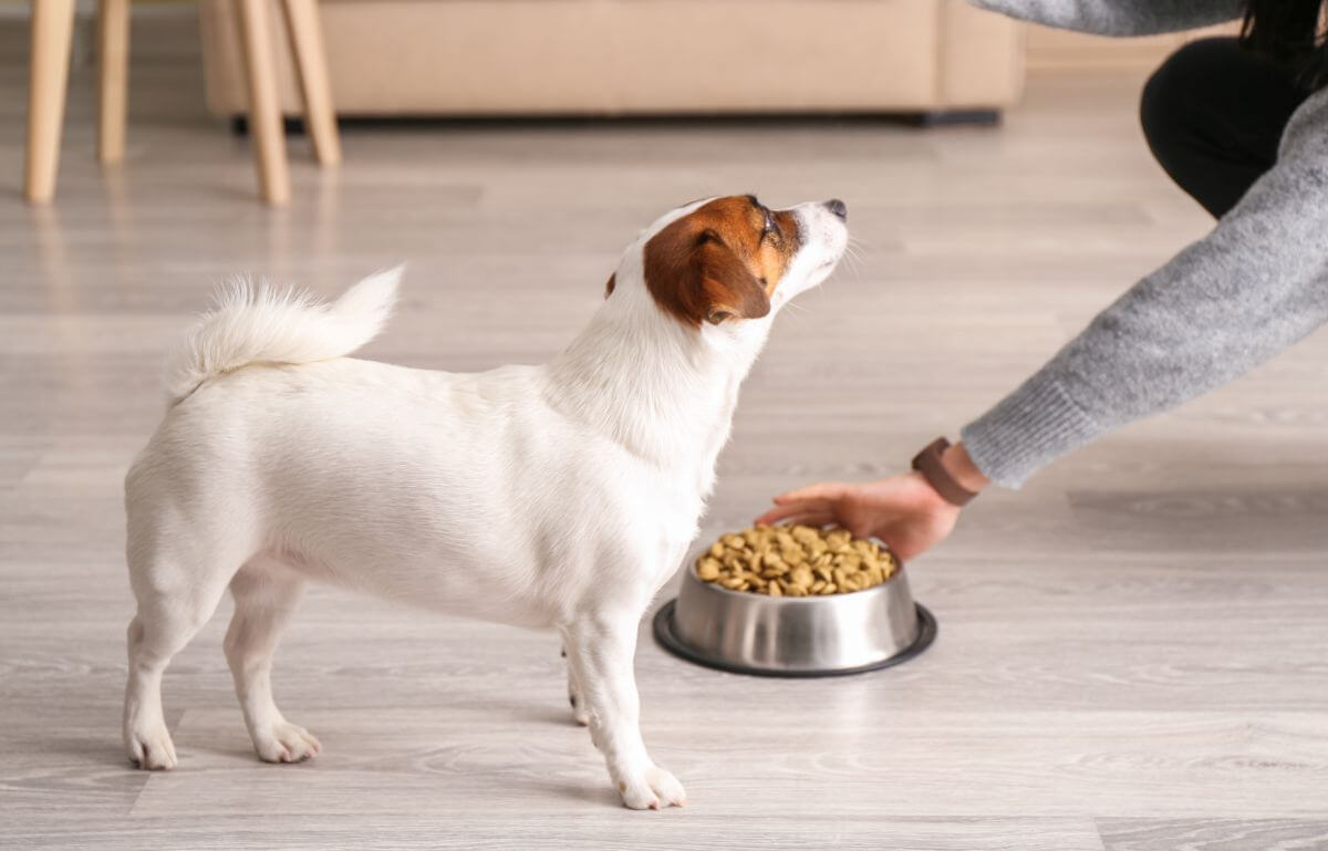 Hundefutter